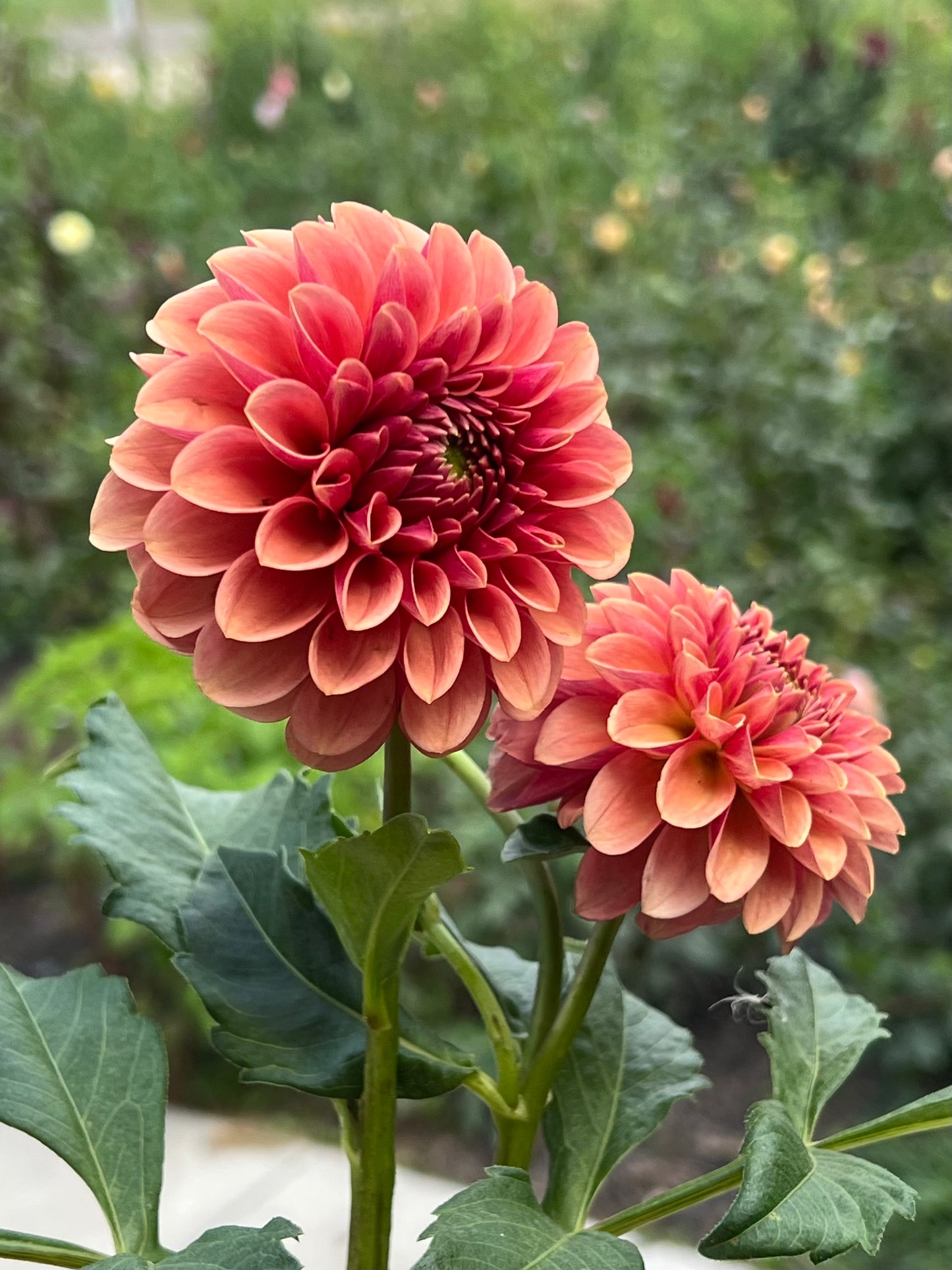 'Levi's Fiery Plum' Tuber