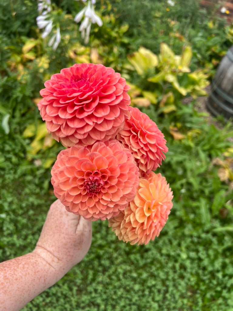 'KA's® Blood Orange' Tuber