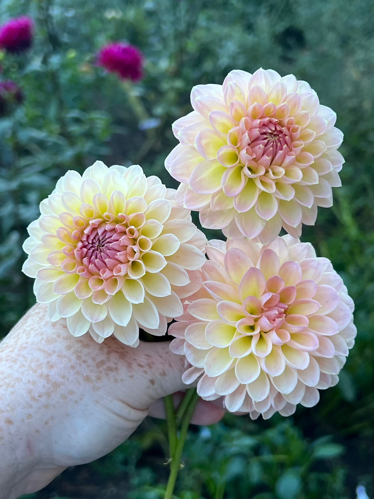'Barbarry Dominion' Tuber