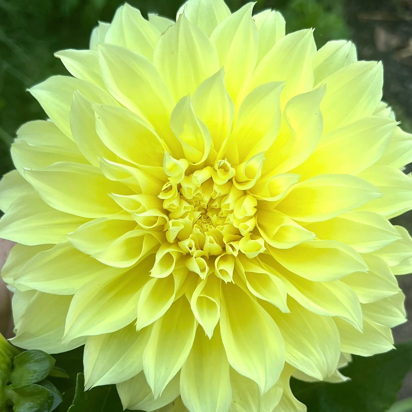 'Kelvin Floodlight' Tuber