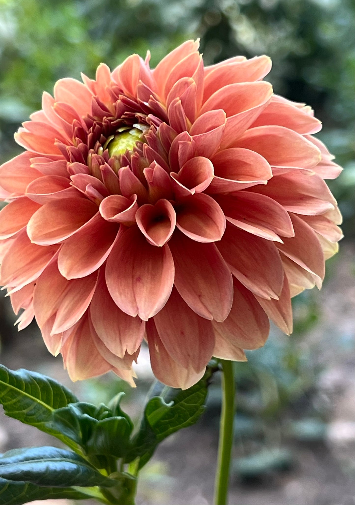 'KA's® Apricot Jam' Tuber