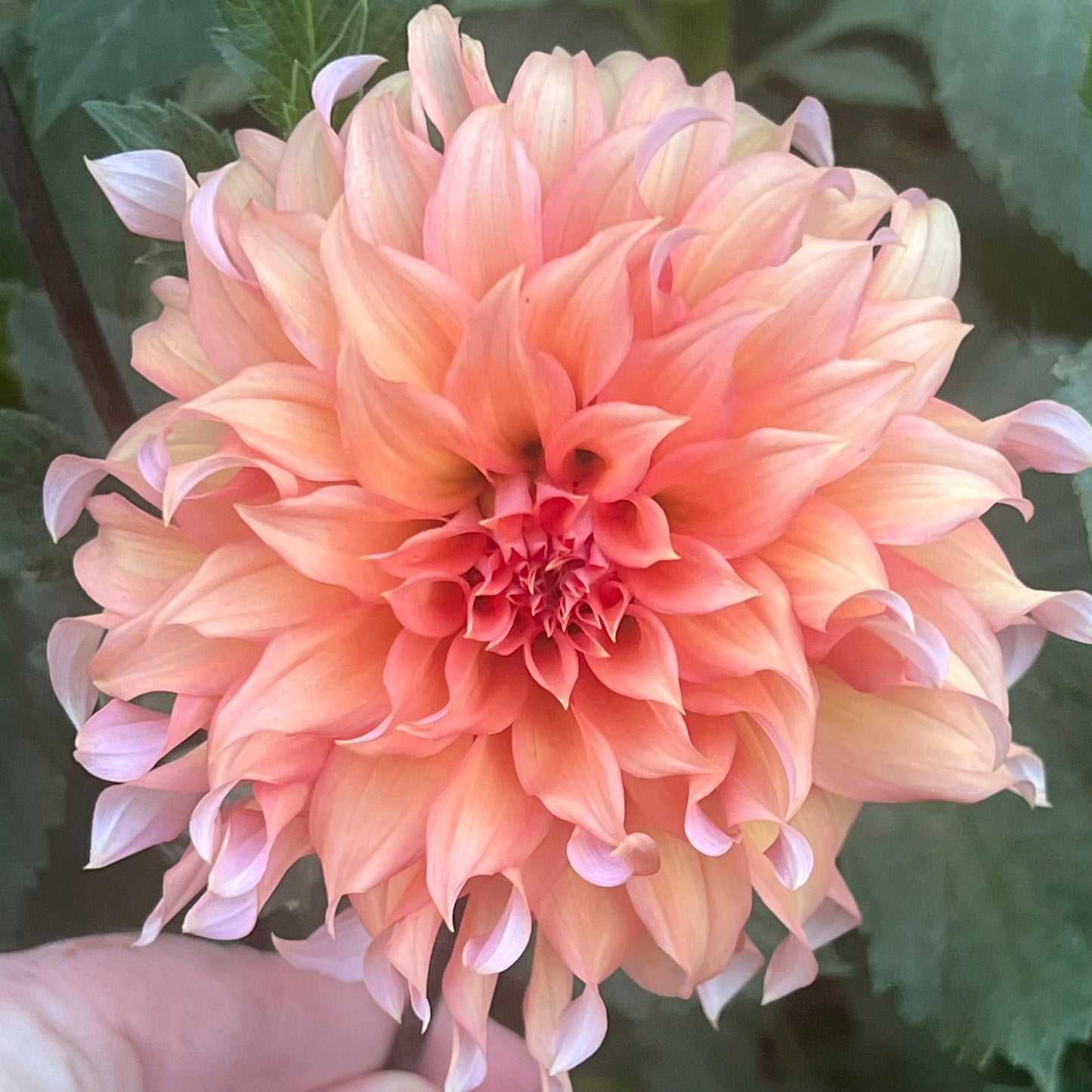 'Tahoma Tailspin' Tuber