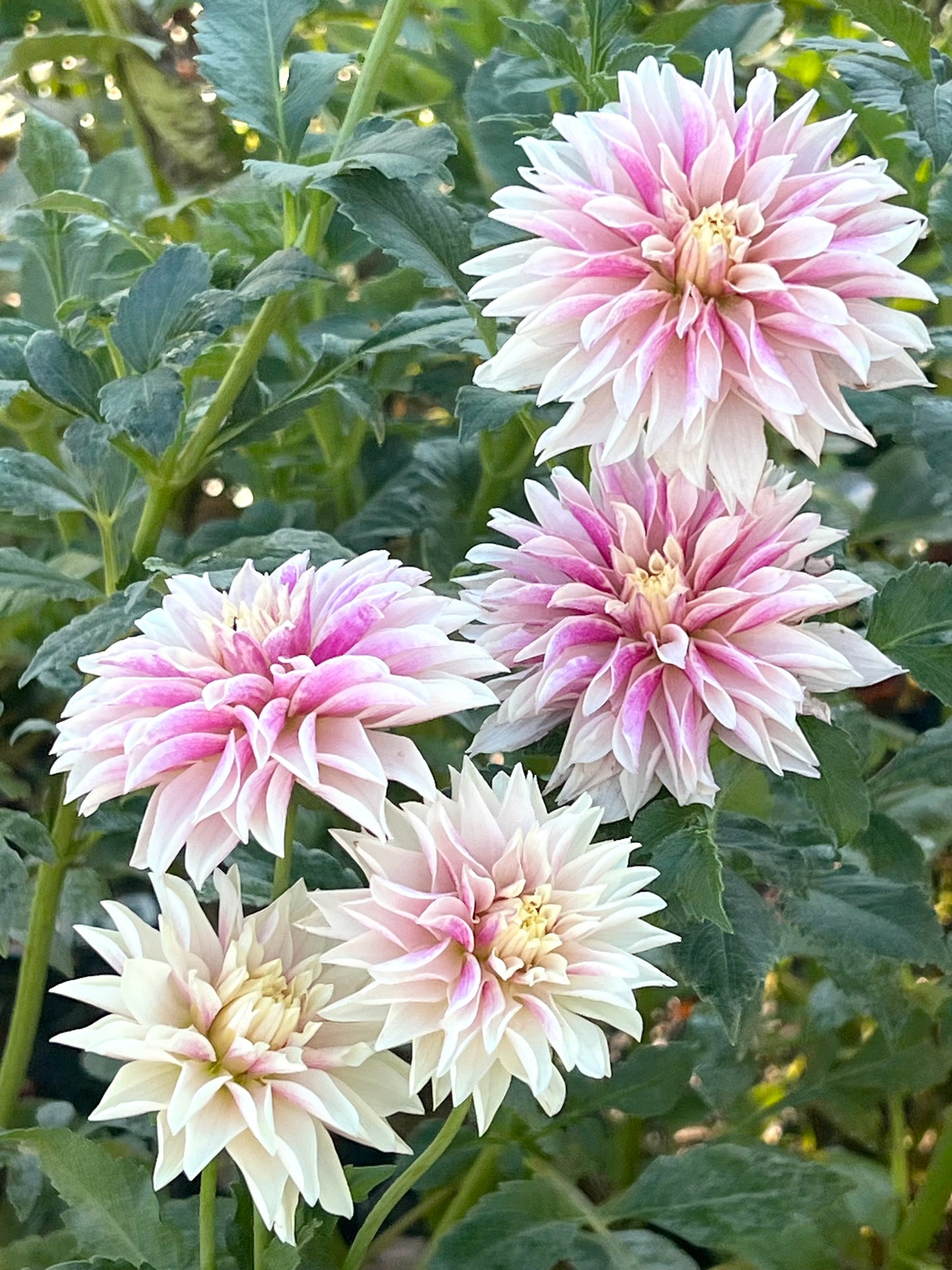 'River's Artichoke' Tuber