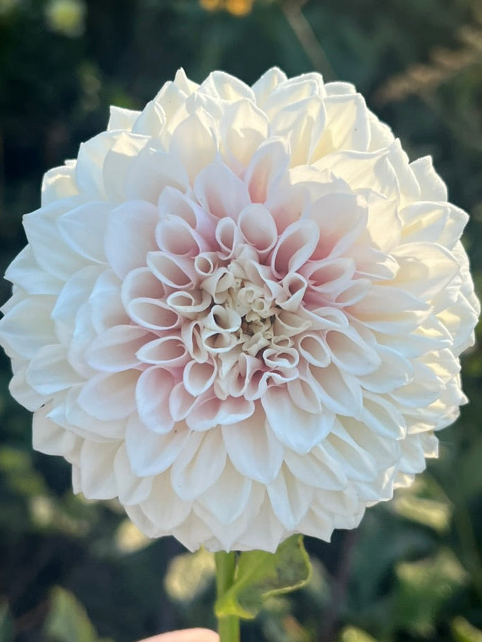 'Lee's Dovey' Tuber