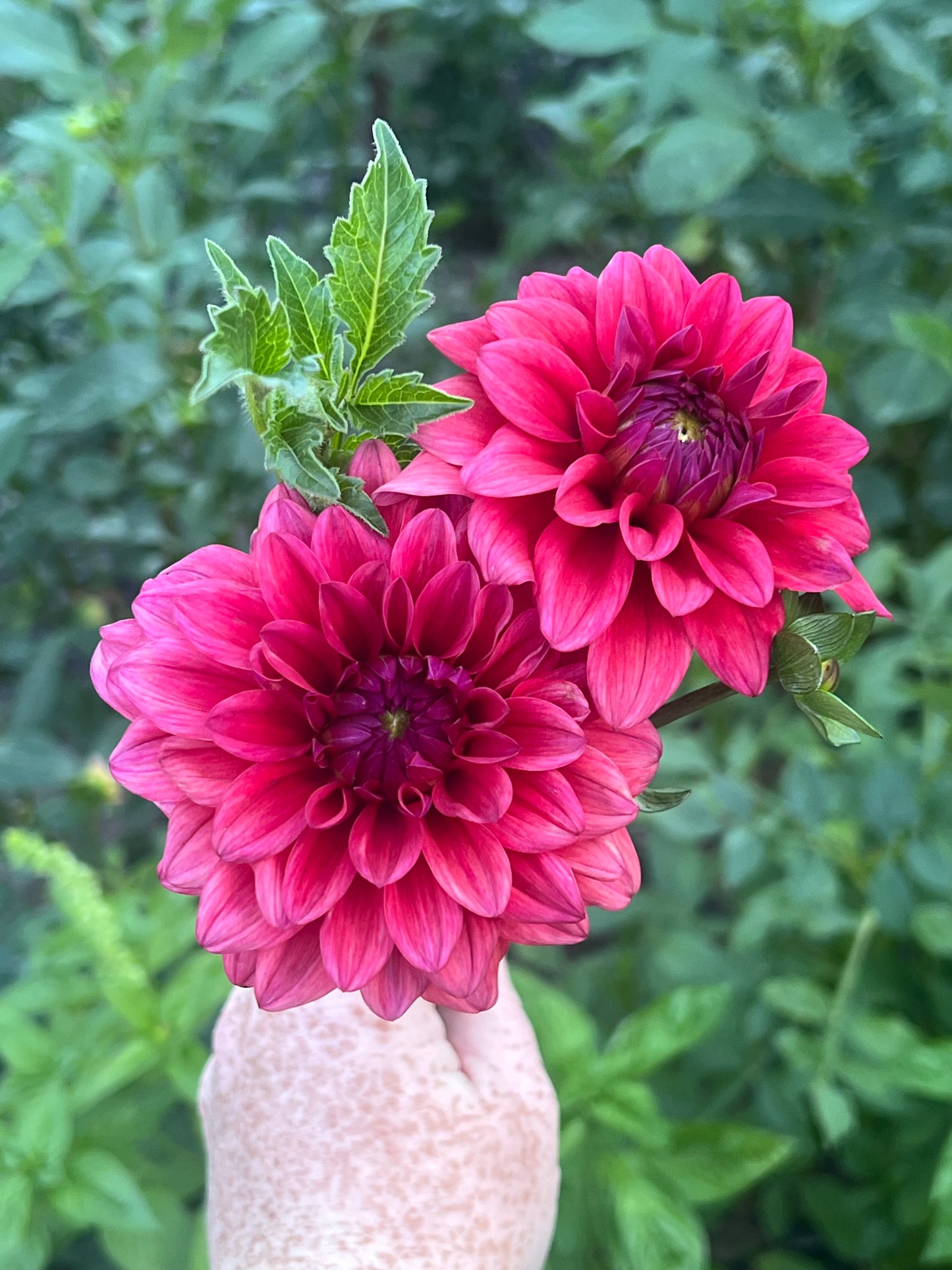 'Bella Raimi' Tuber