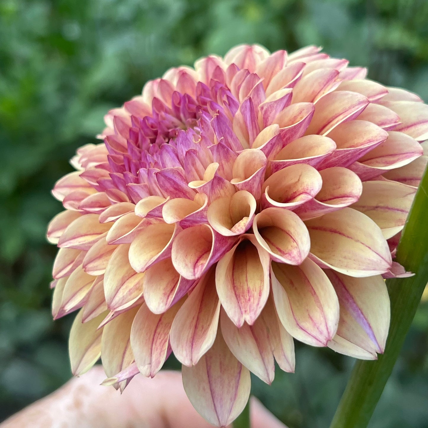 'KA's® Rhubarb' Tuber