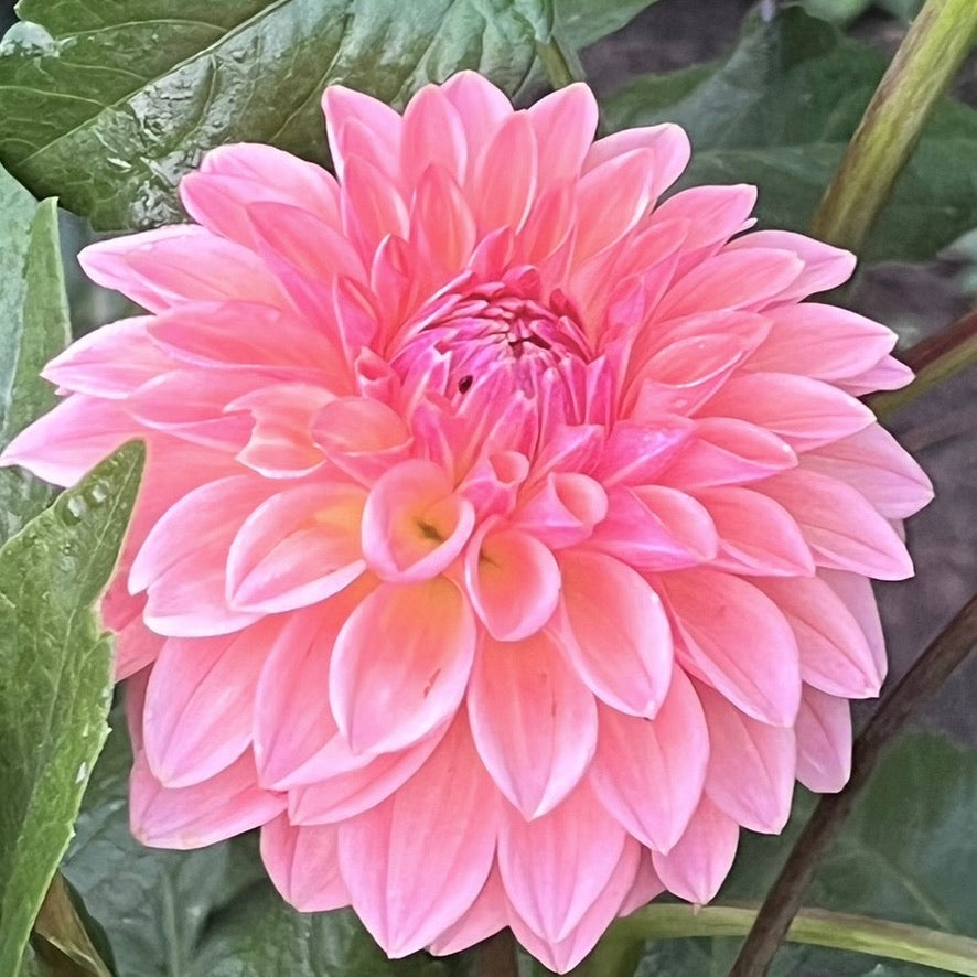 'Bloomquist Alan' Rooted Cutting