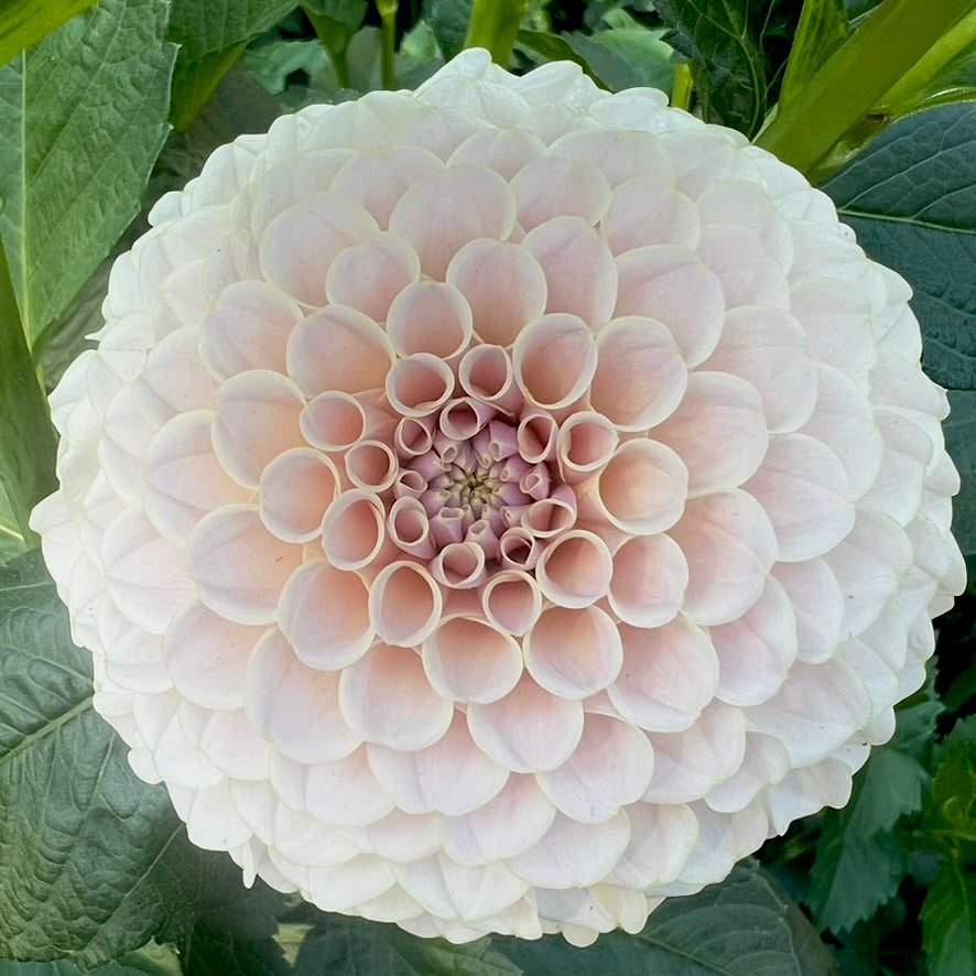 'KA's® Cinder Rose' Rooted Cutting