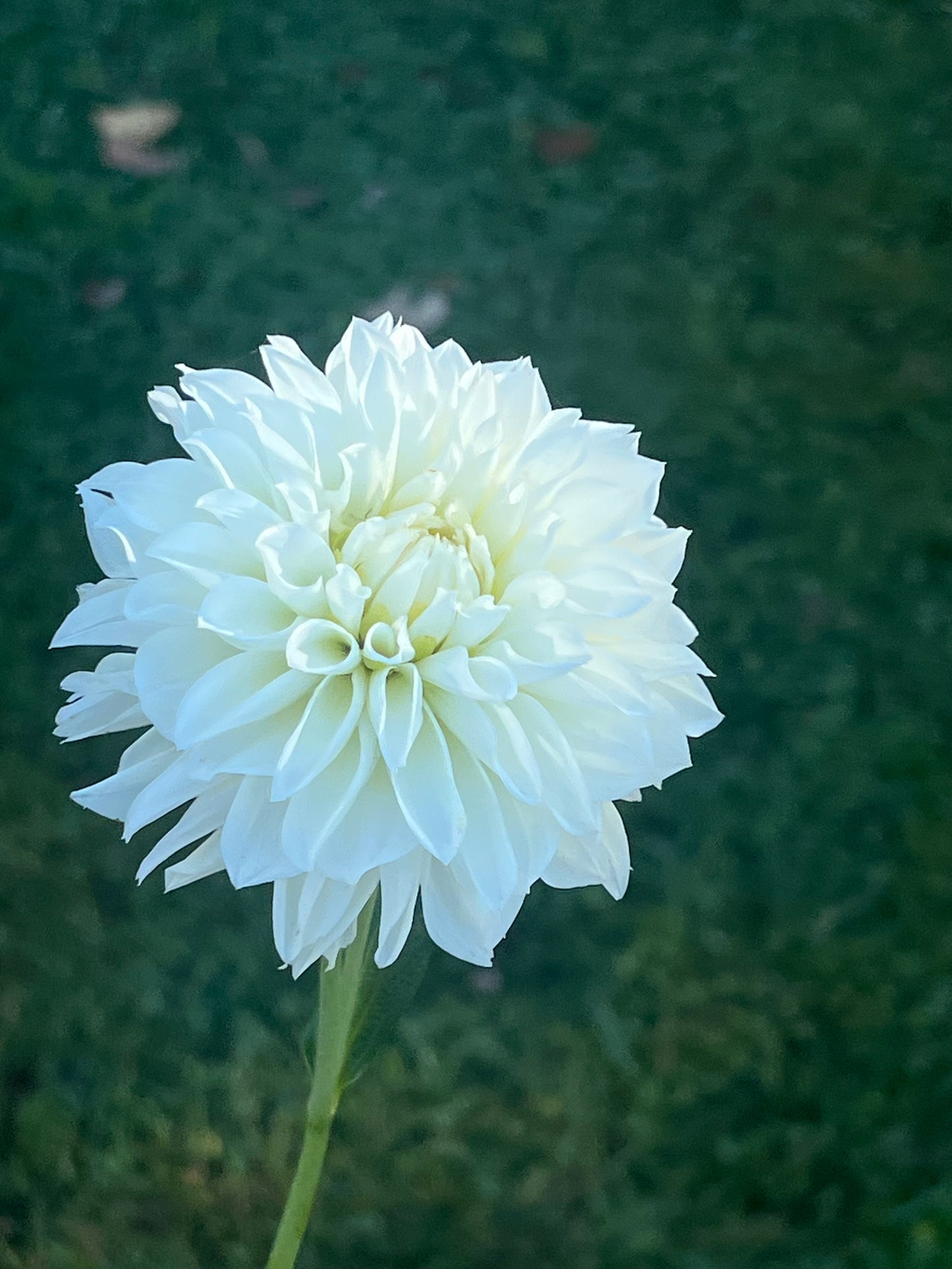 'KA's® Snow Jo' Rooted Cutting