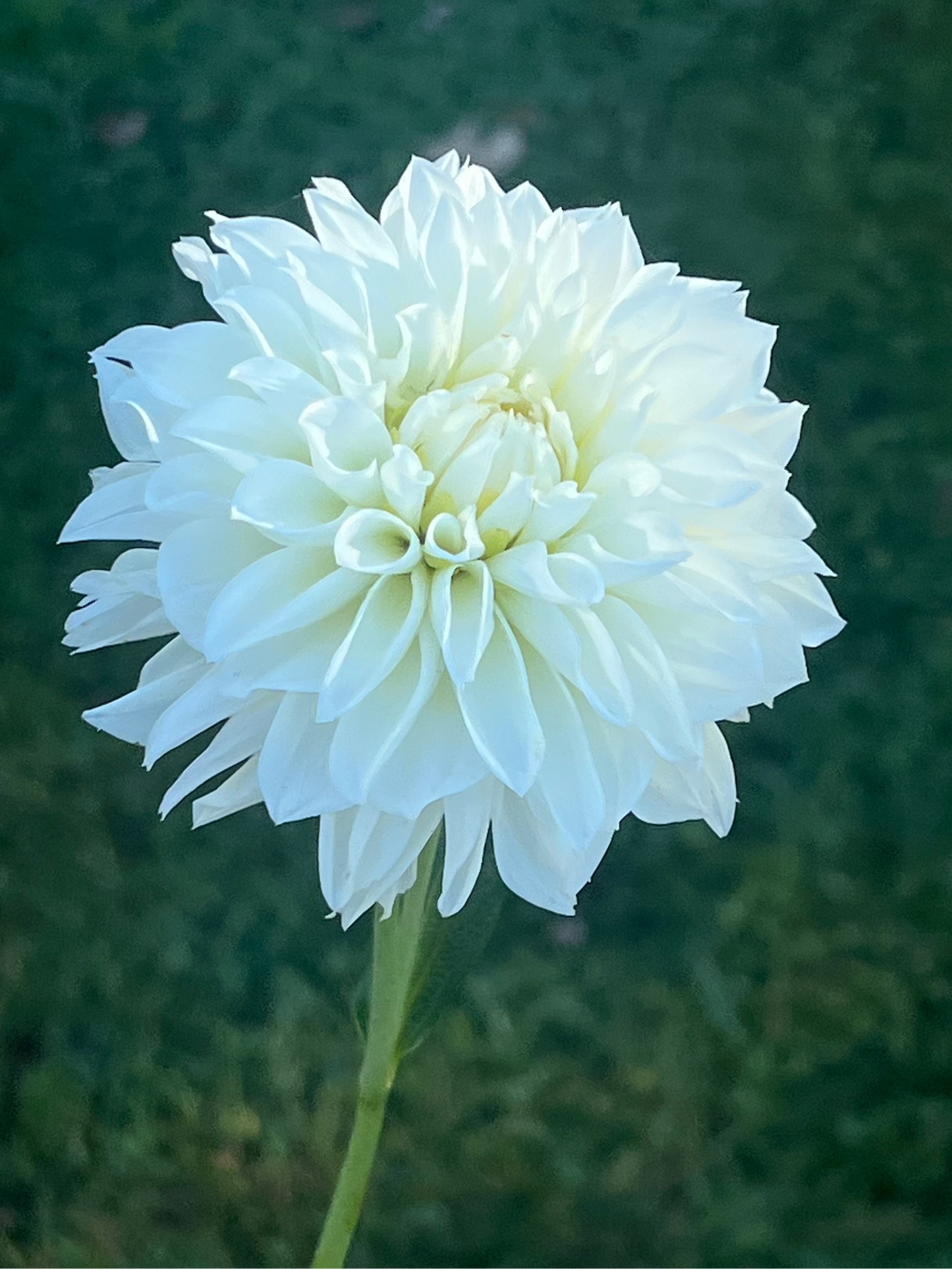 'KA's® Snow Jo' Tuber
