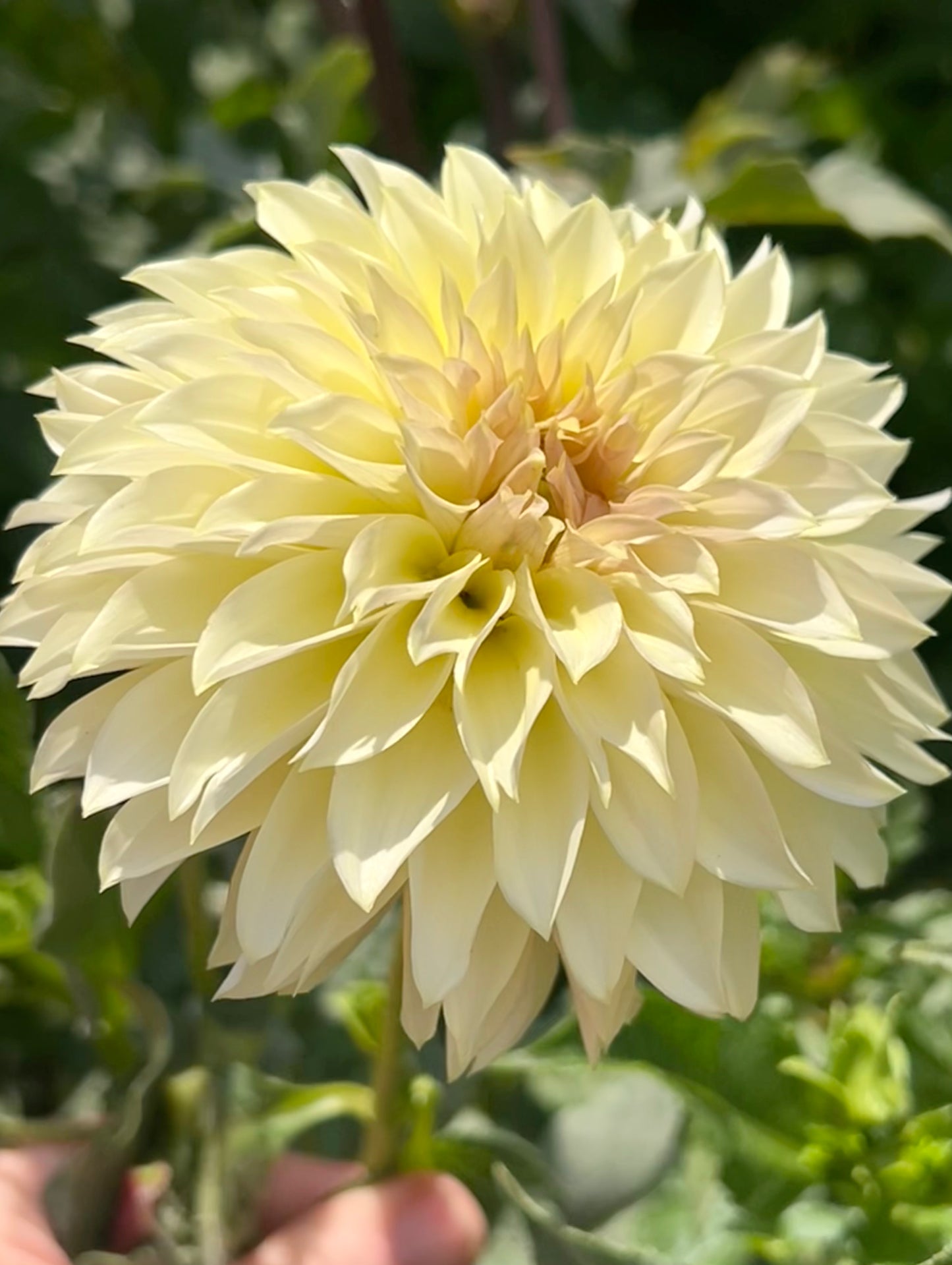 'KA's® Champagne' Tuber