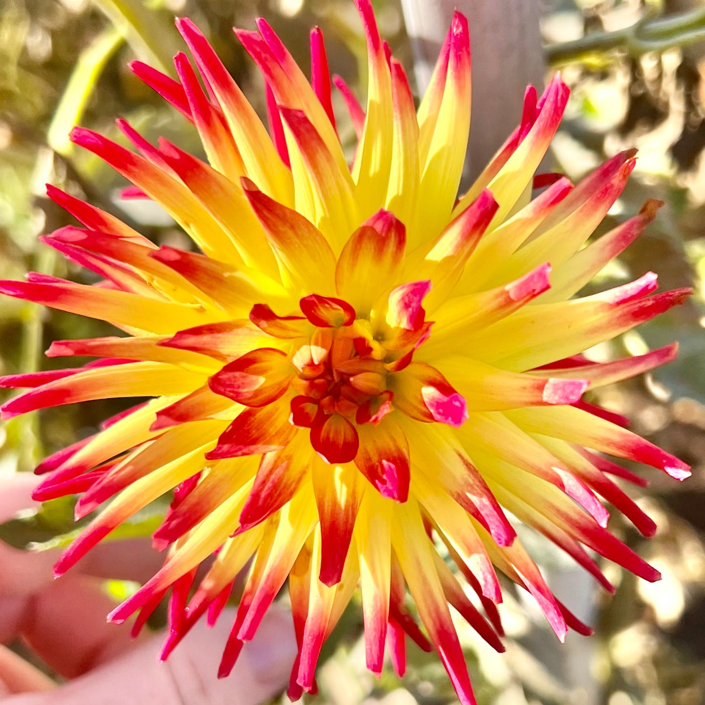 'AC Sadie' Tuber