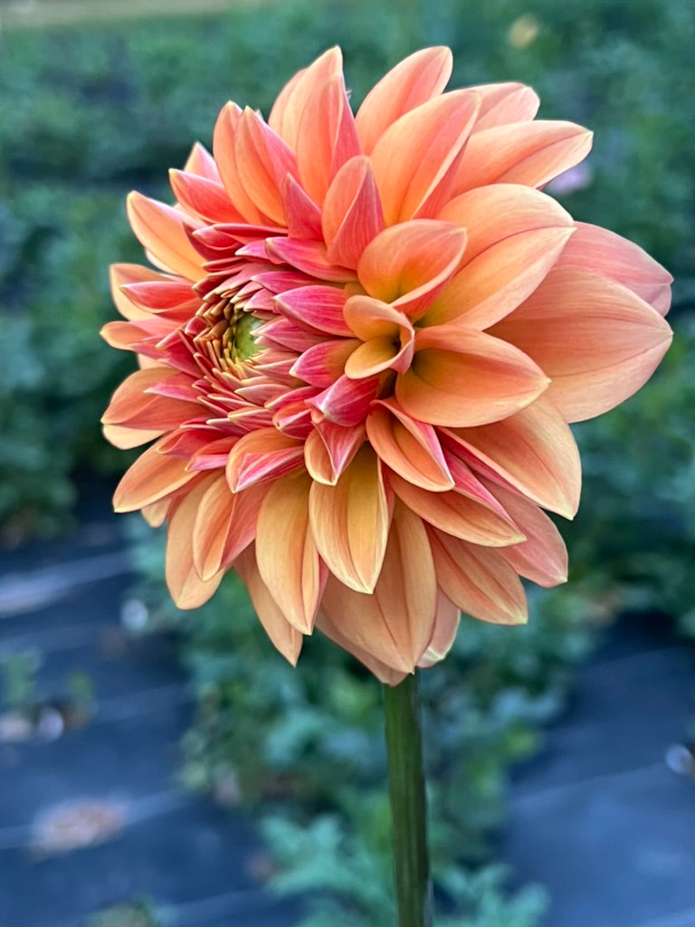 'Lee's Pumpkinhead' Tuber