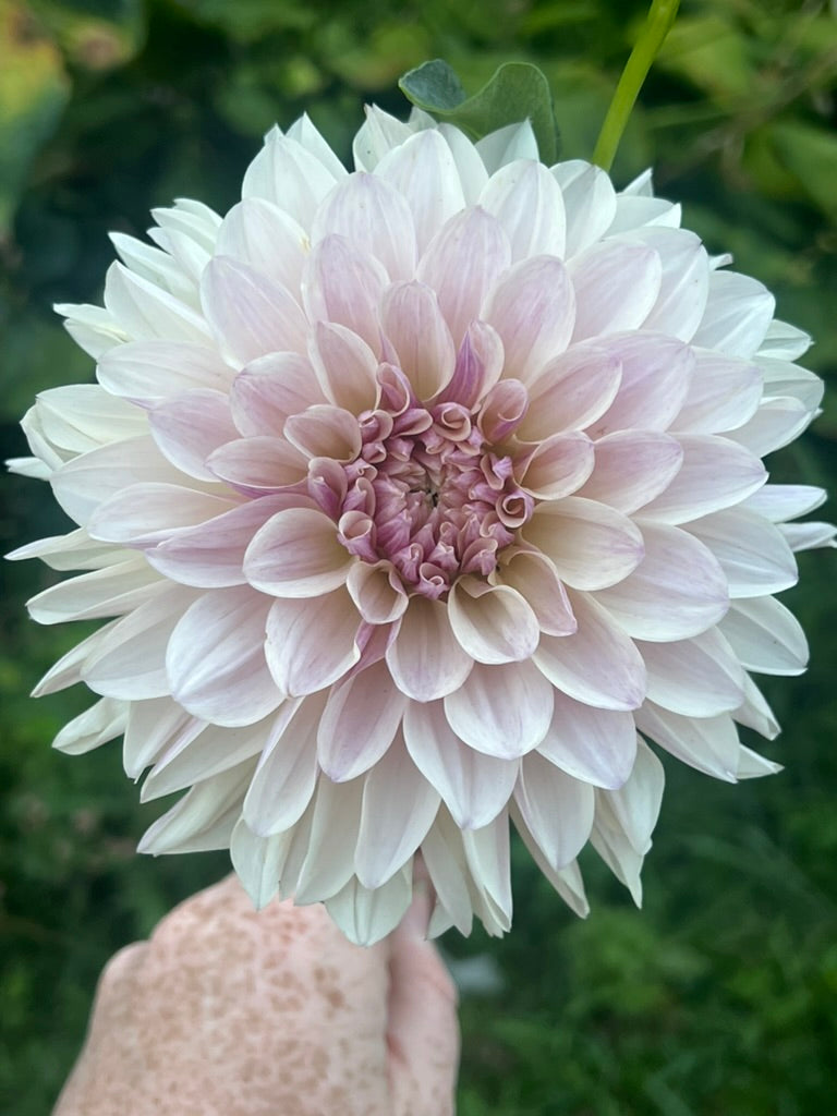 'KA's® Penny Lane' Rooted Cutting