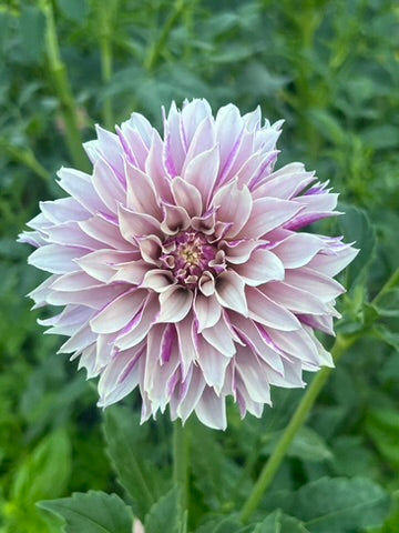 'River's Artichoke' Tuber