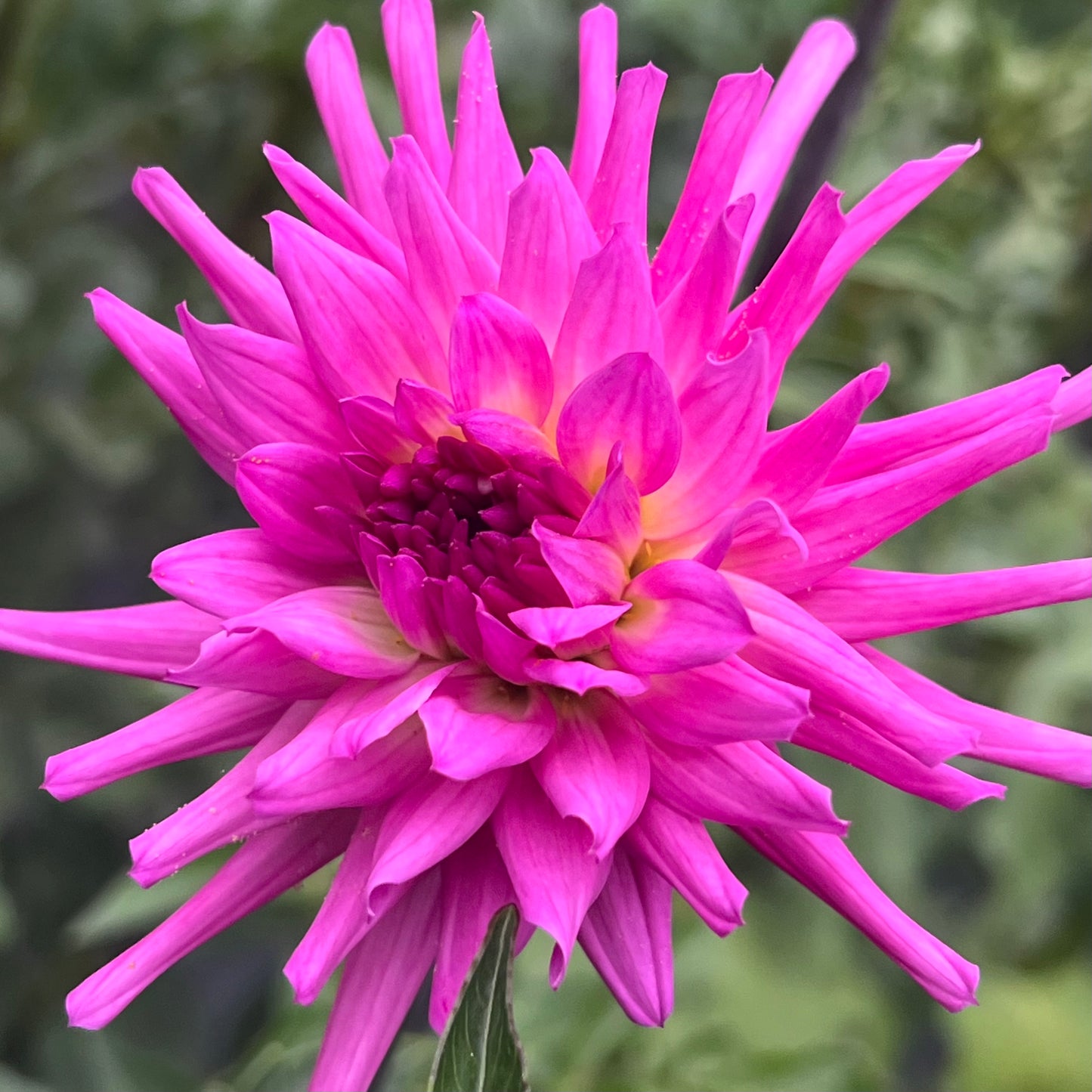 'Hollyhill Madison' Tuber
