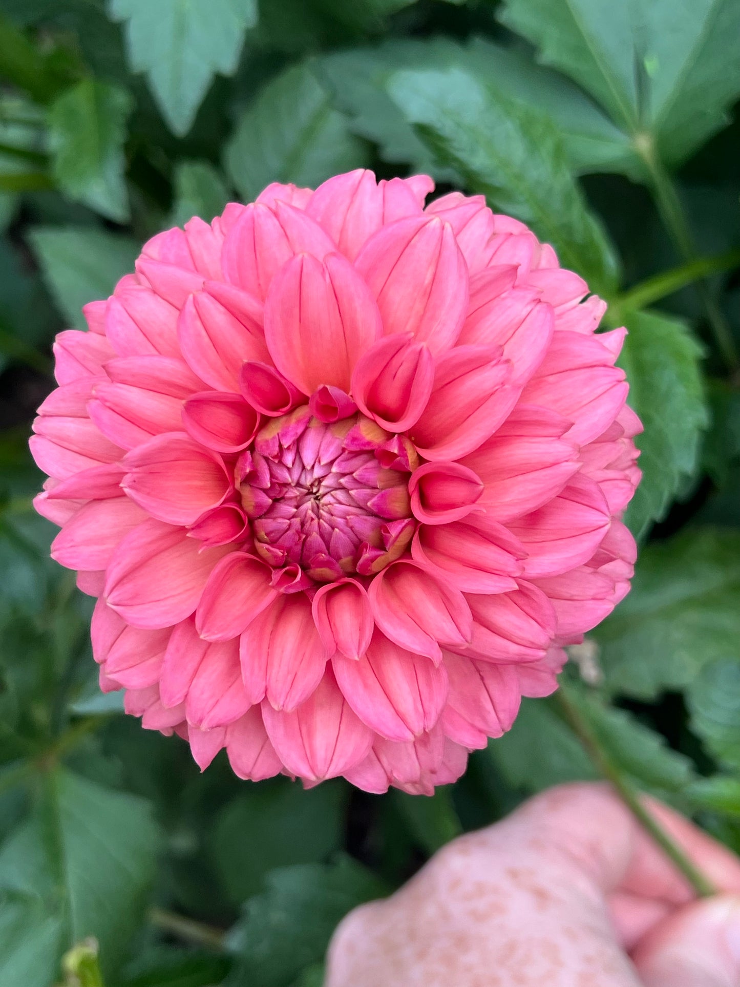 'Lee's Ellis' Tuber