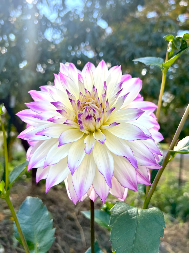 'Ferncliff Illusion' Tuber