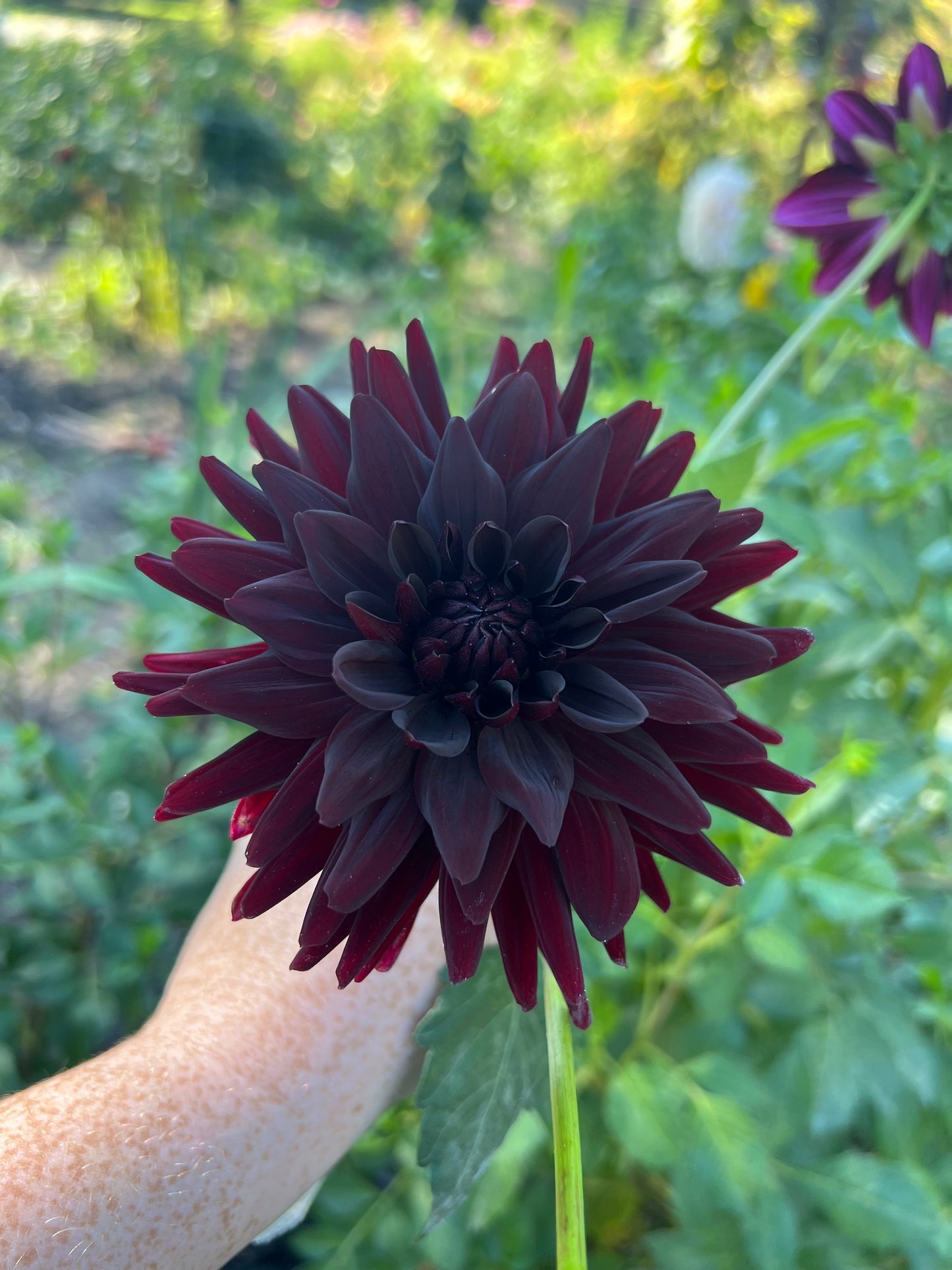 'Lesotho' Tuber