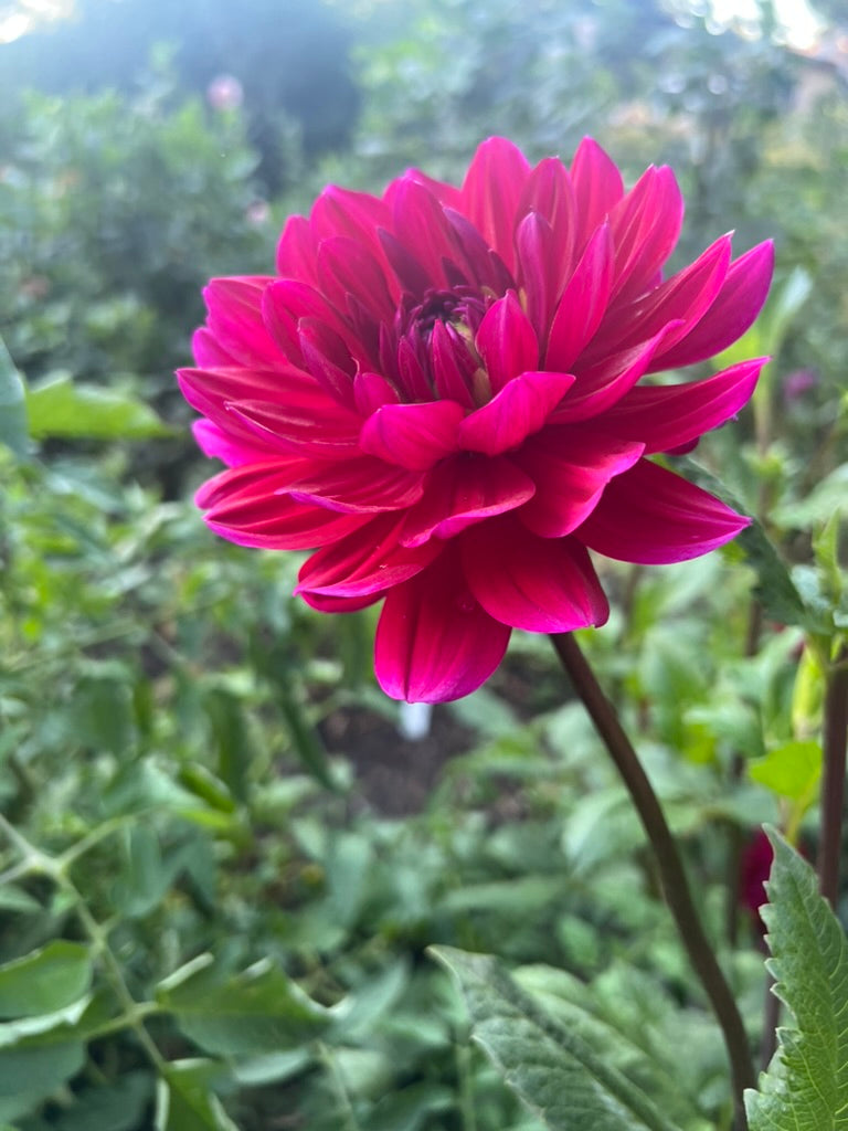 'Hollyhill Pandora' Tuber