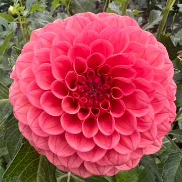 'KA's® Blood Orange' Tuber