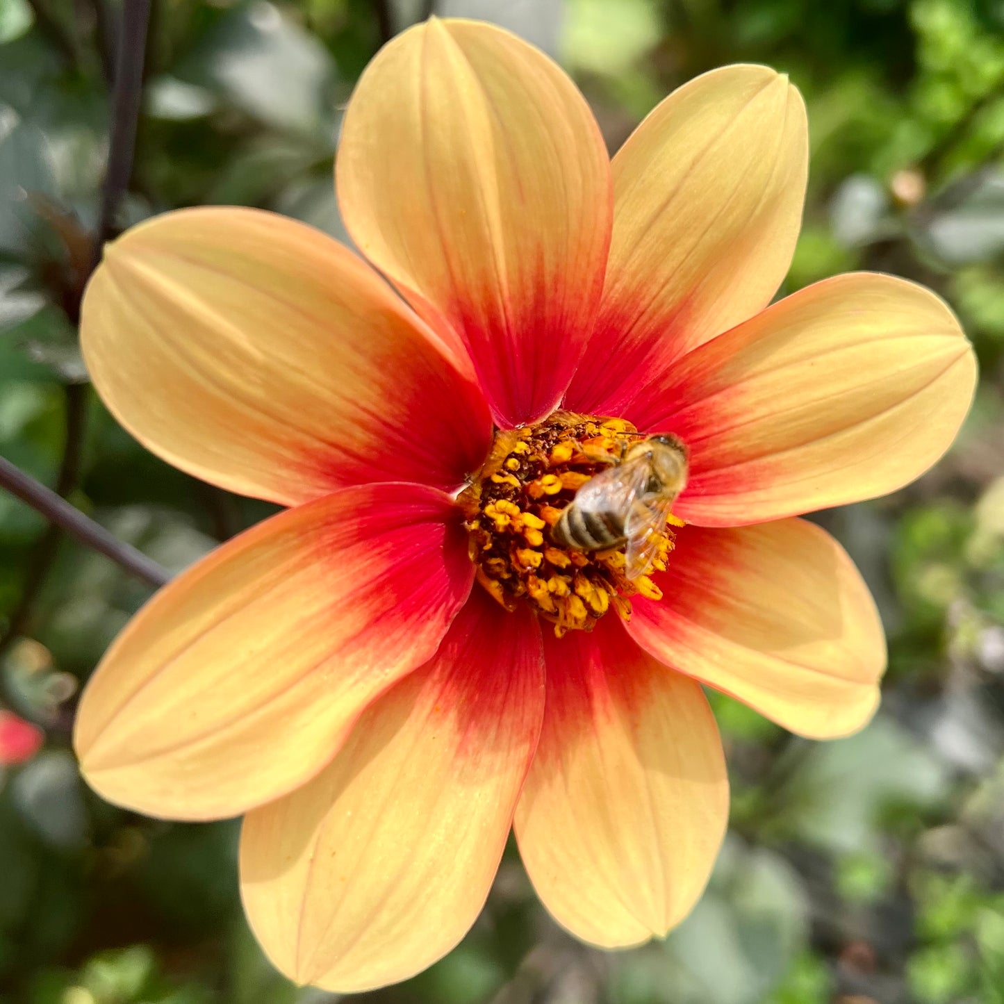 'Sunshine' Mini Clump