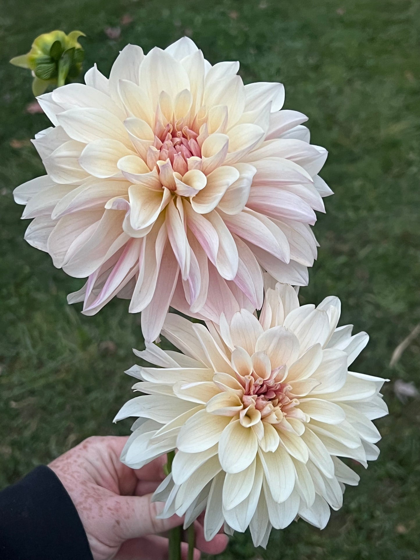 'KA's® Penny Lane' Rooted Cutting