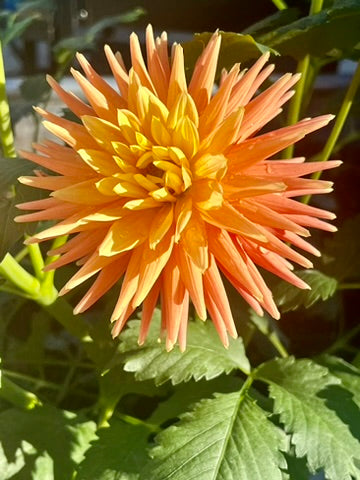 'Hollyhill Zarina' Tuber