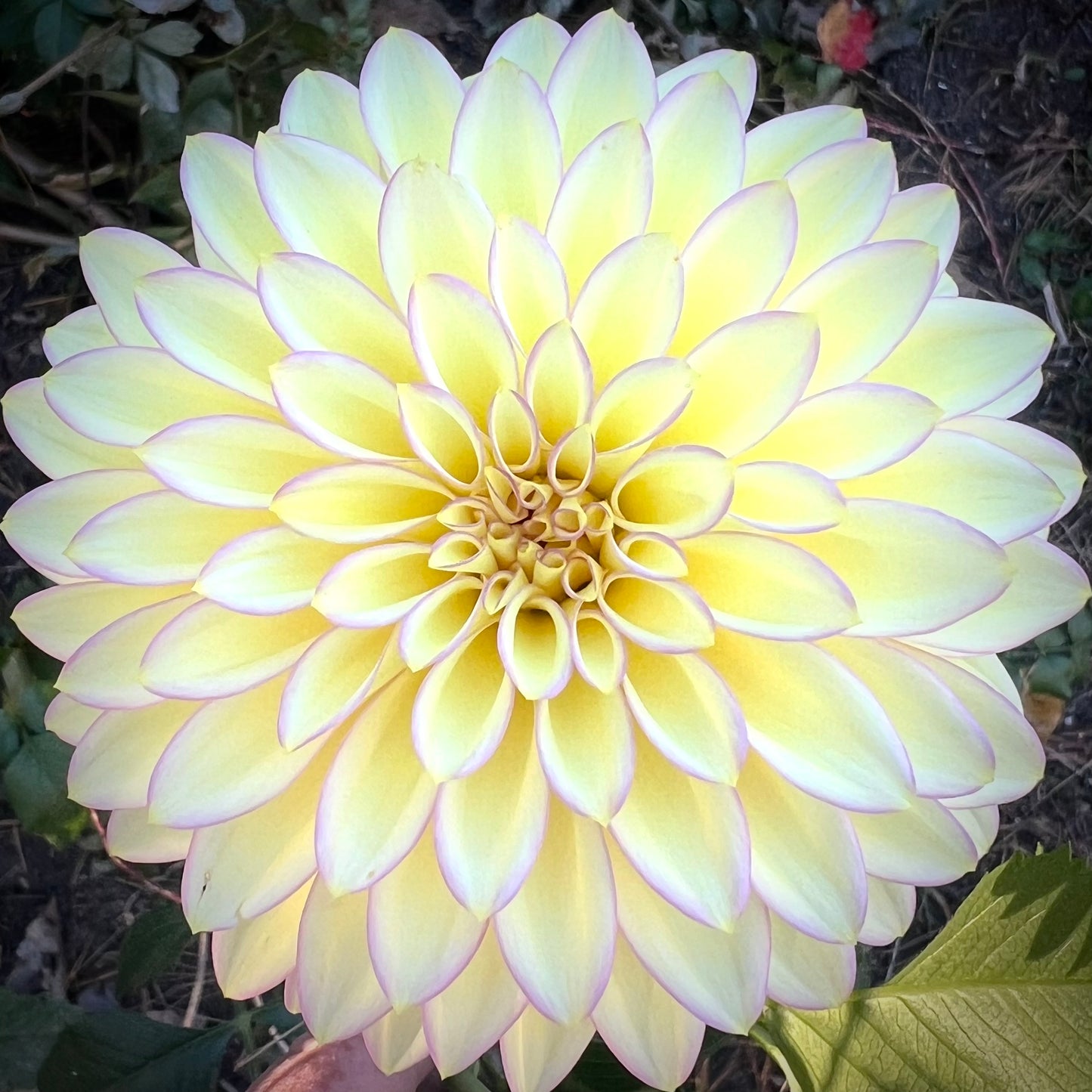 'Bloomquist Blush' Tuber