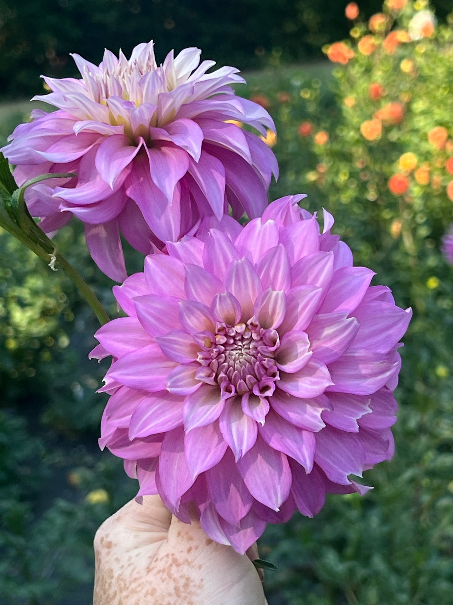 'Clearview Lila' Tuber
