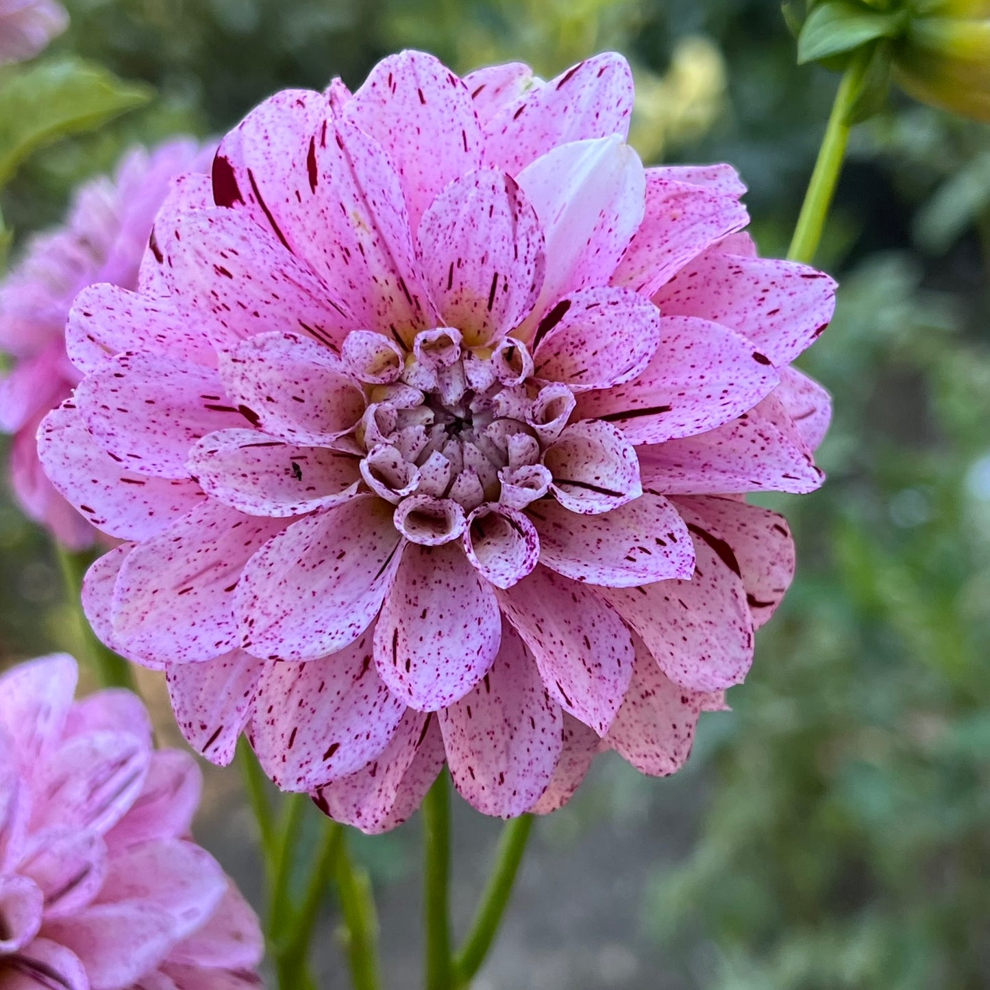'WB's Strawberry Shortcake' Tuber