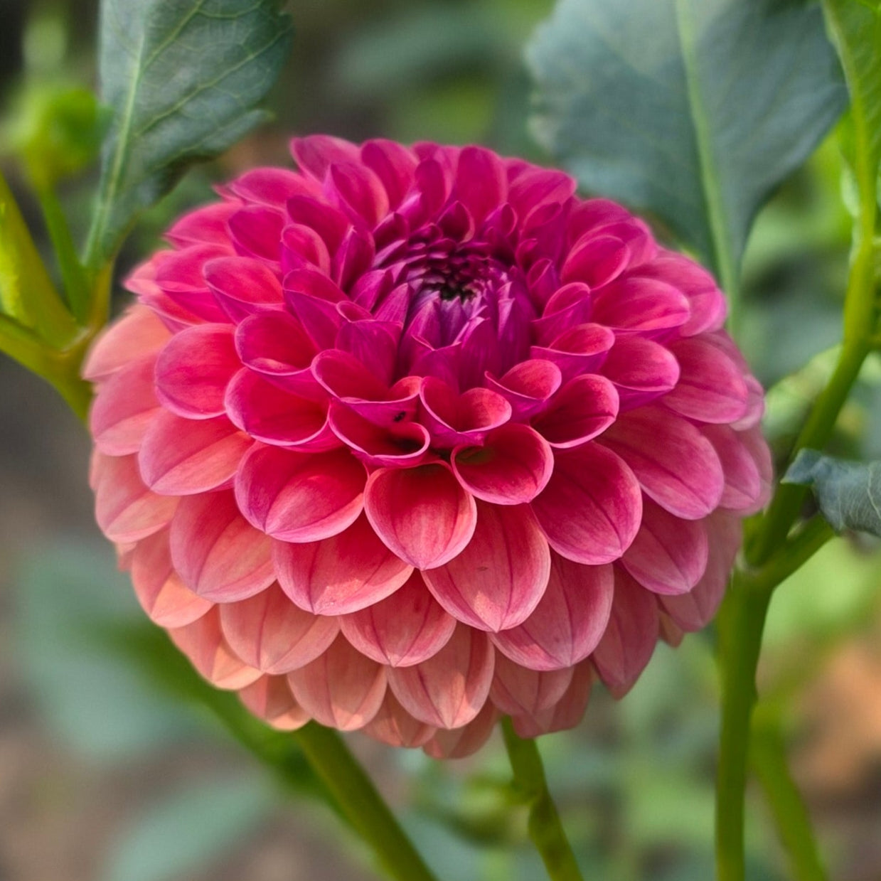 'KA's® Blood Orange' Tuber