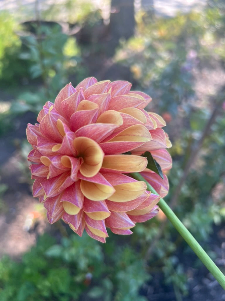 'Lee's Golden Raspberry' Rooted Cutting SPRING SHIP PRESALE
