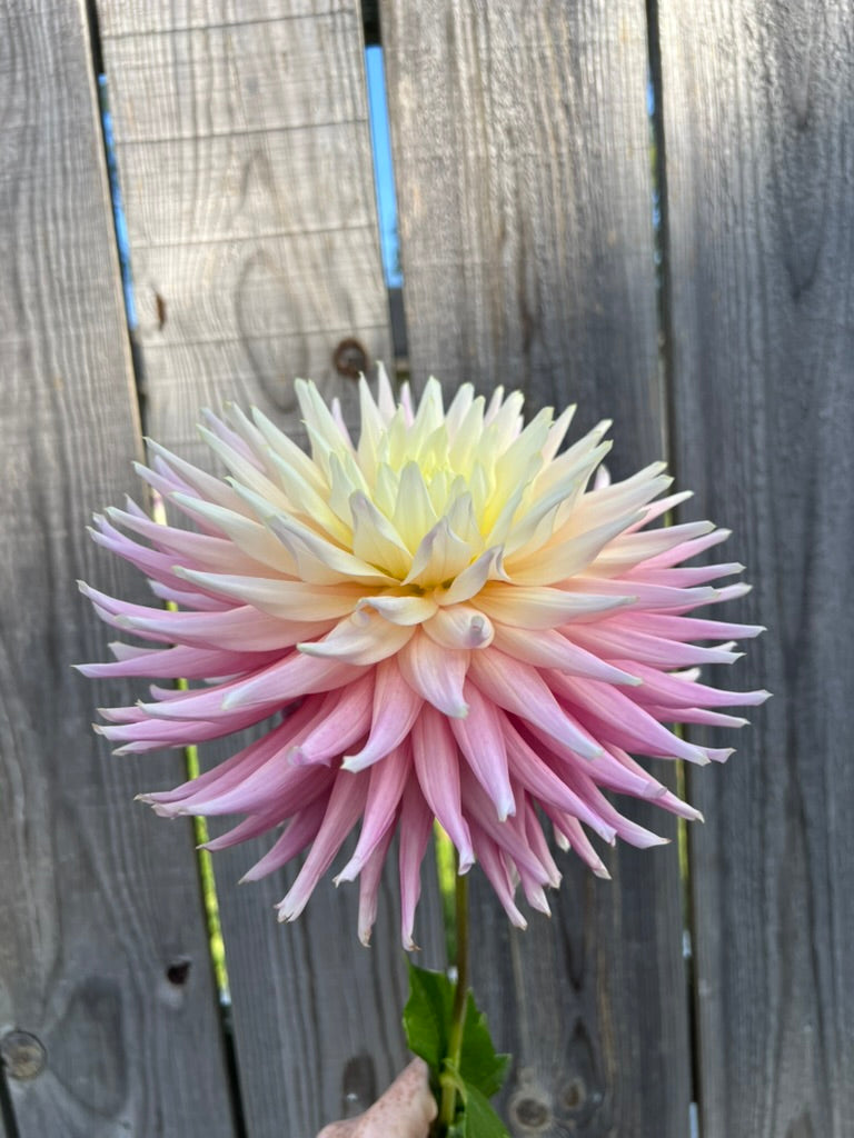 'Clearview Jonas' Tuber