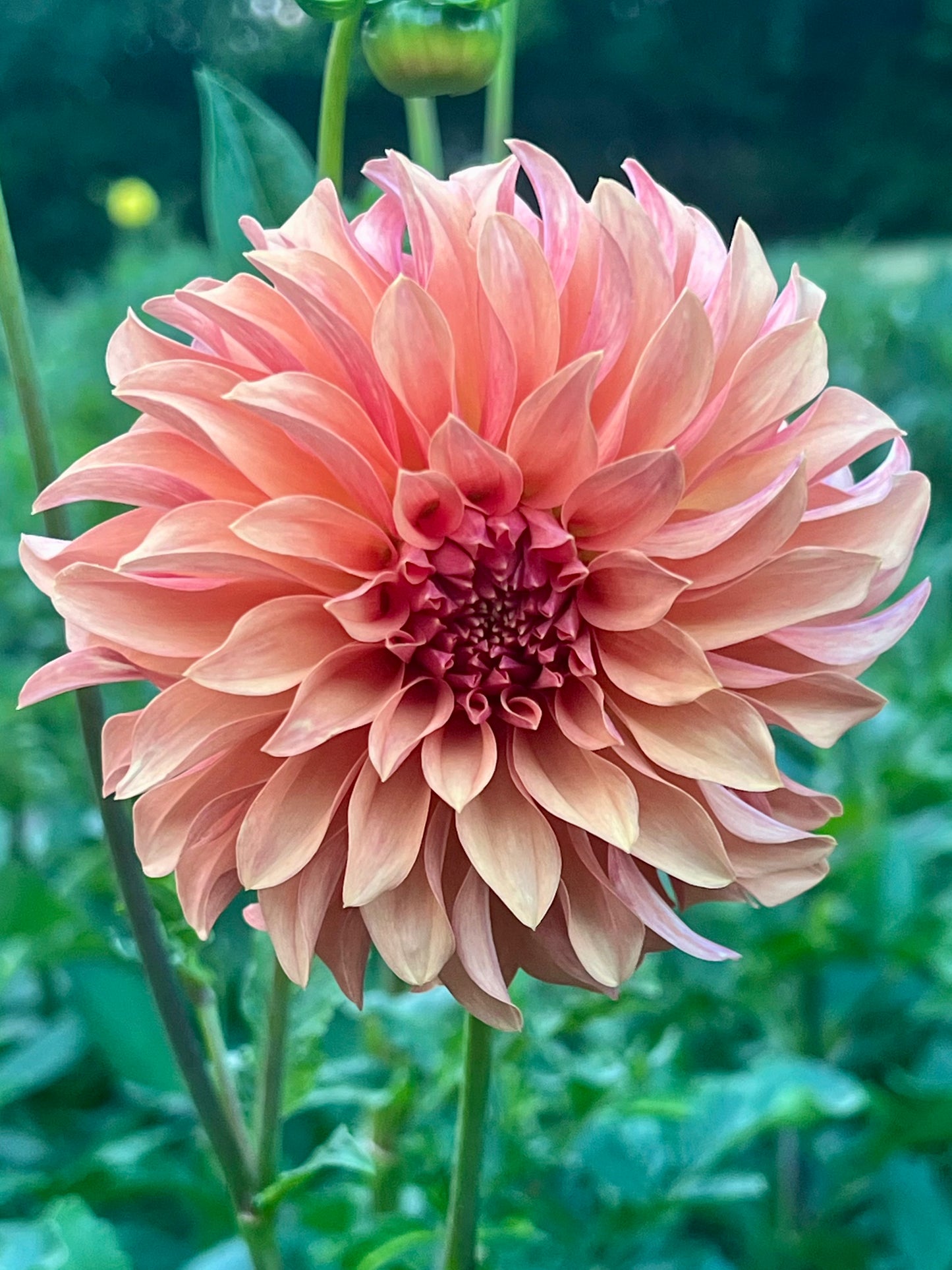 'Bloomquist Pleasing' Tuber