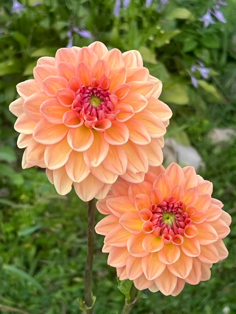 'KA's® Sunny Cove' Tuber