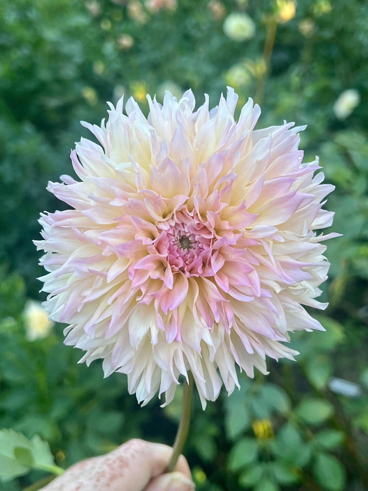 'Lee's Pink Grapefruit' Tuber