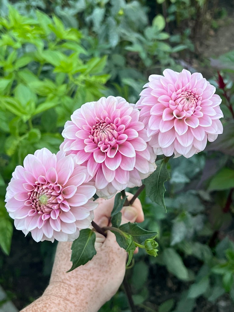 'Levi's Confessor' Tuber