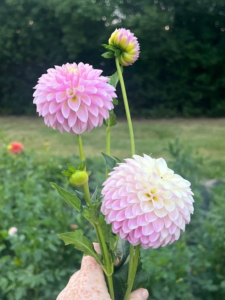 'Tahoma Kelli' Tuber