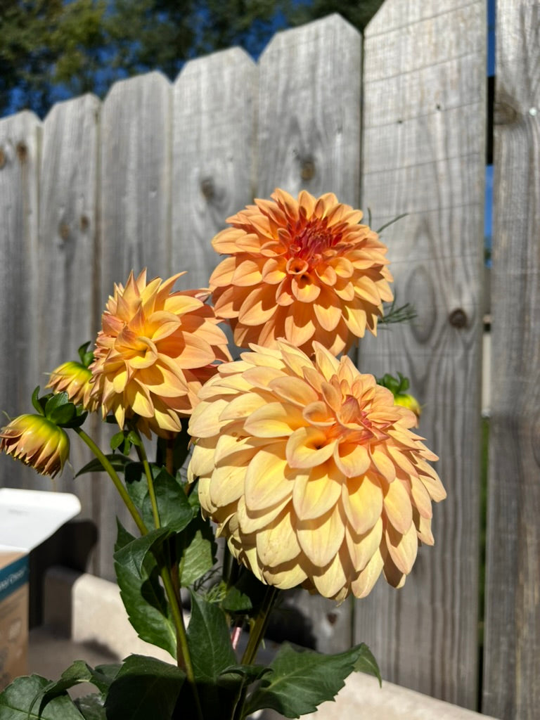 'Miss Amara' Tuber