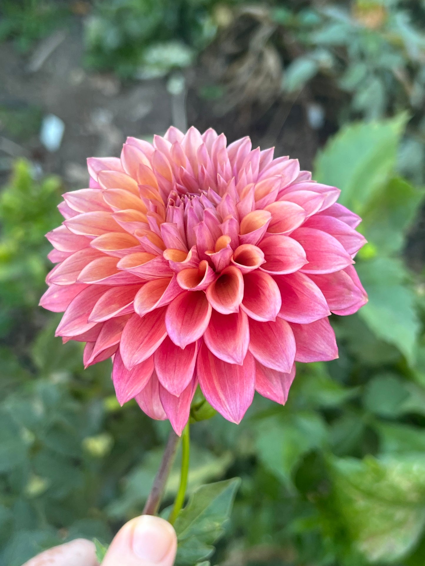 'Misfit Kaleidoscope' Tuber
