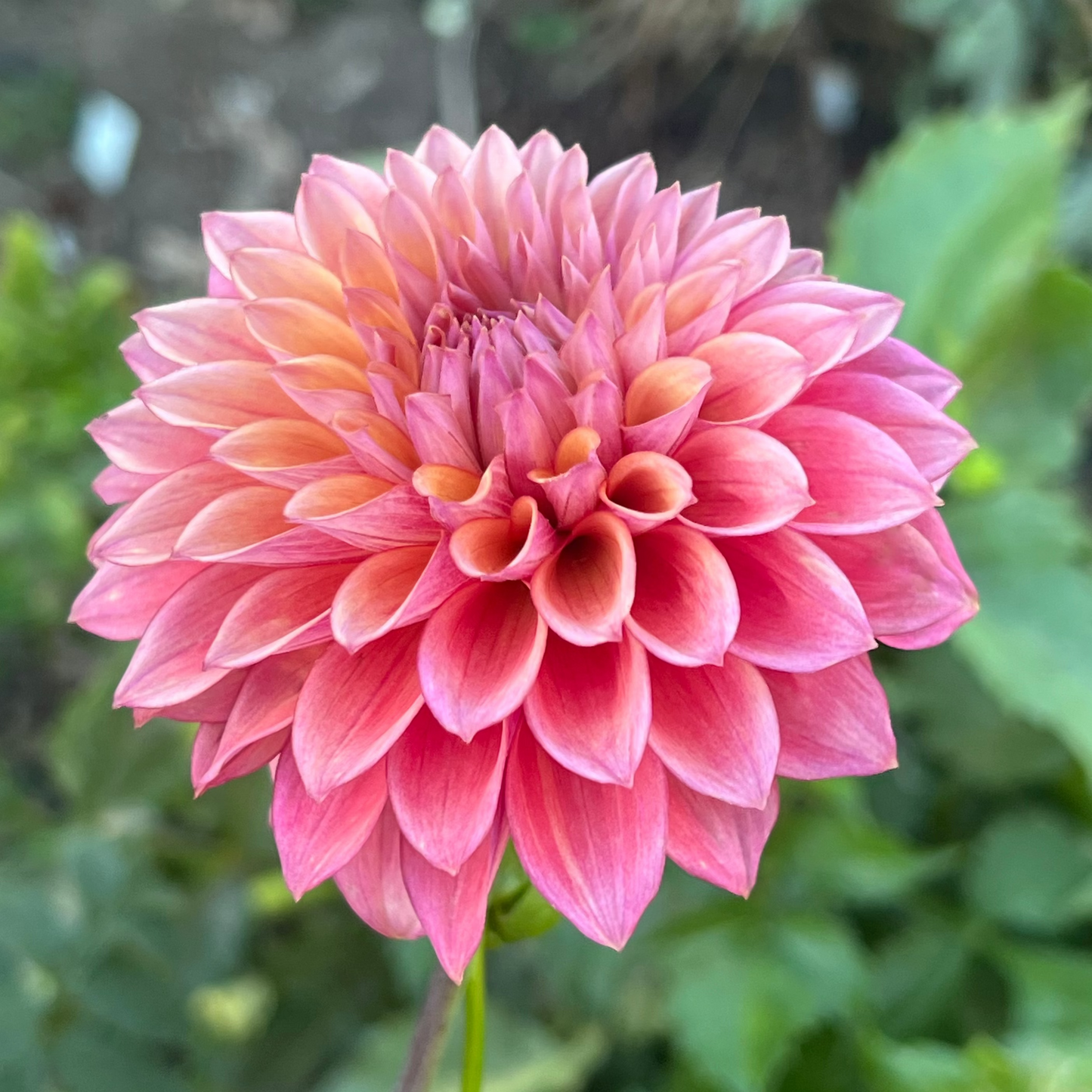 'Misfit Kaleidoscope' Tuber
