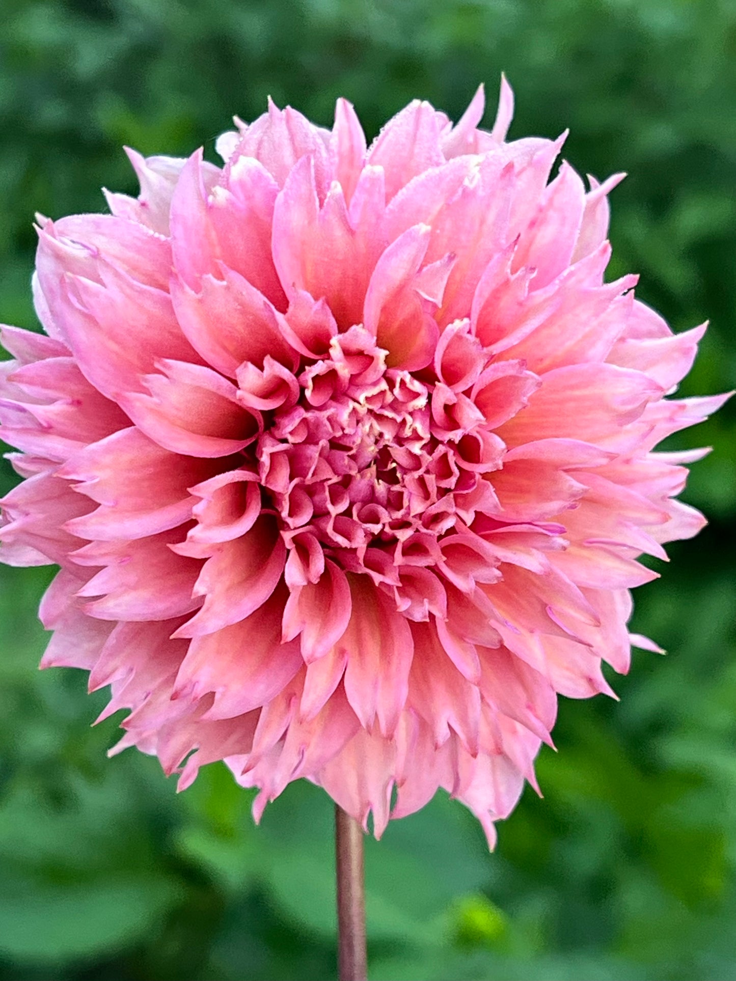 'Lee's Strawberry Fizz' Tuber