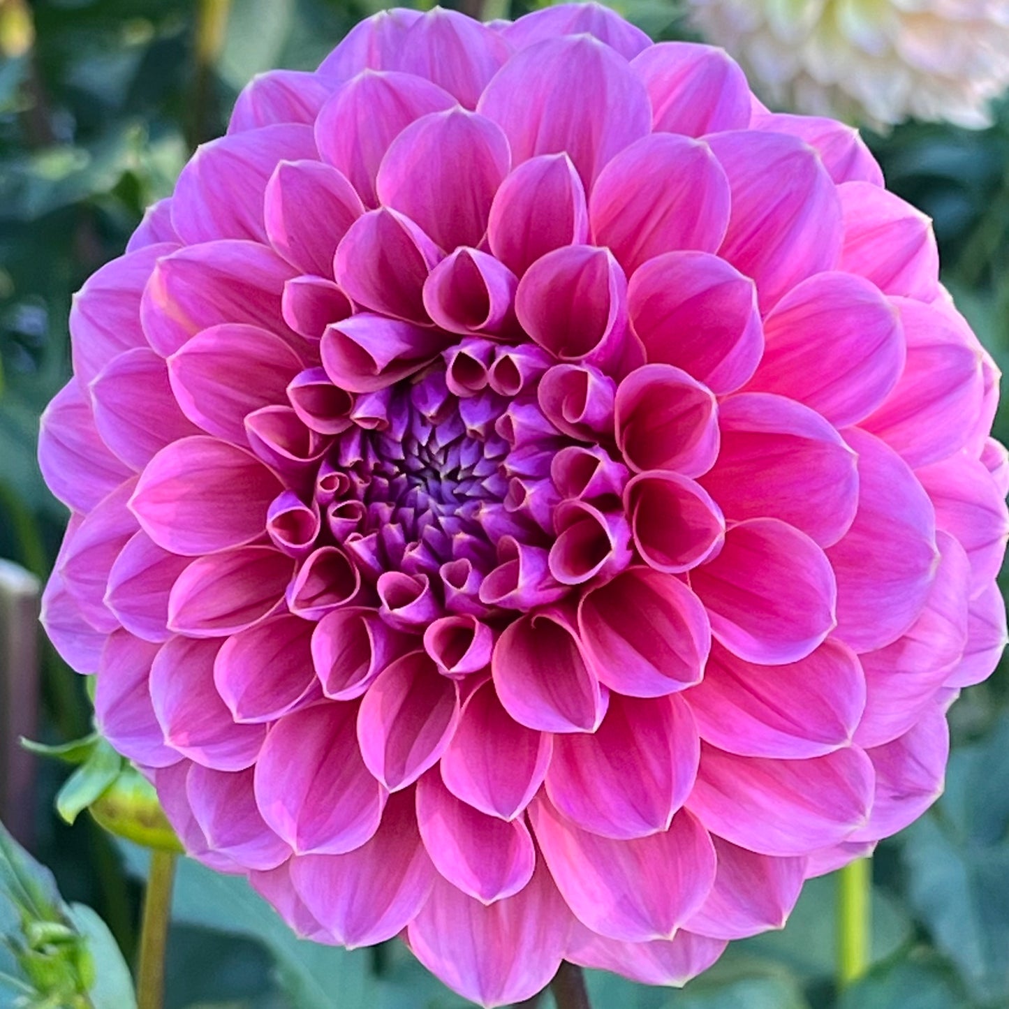 'GC Pink Lemonade' Tuber