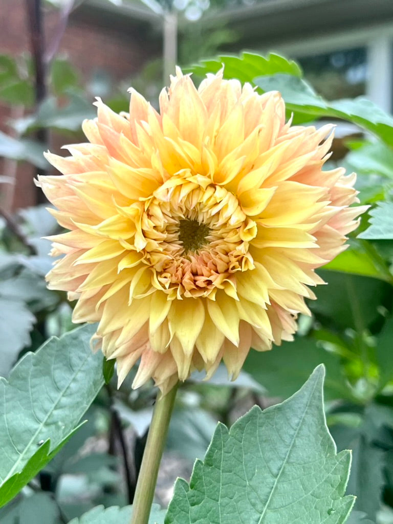 'Lee's Apricot Fizz' Tuber
