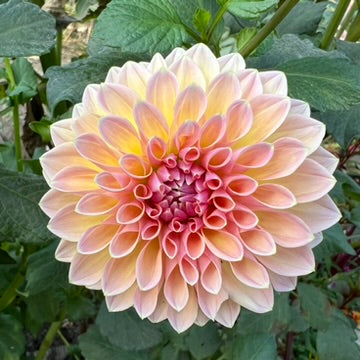 'Castle Drive' Tuber