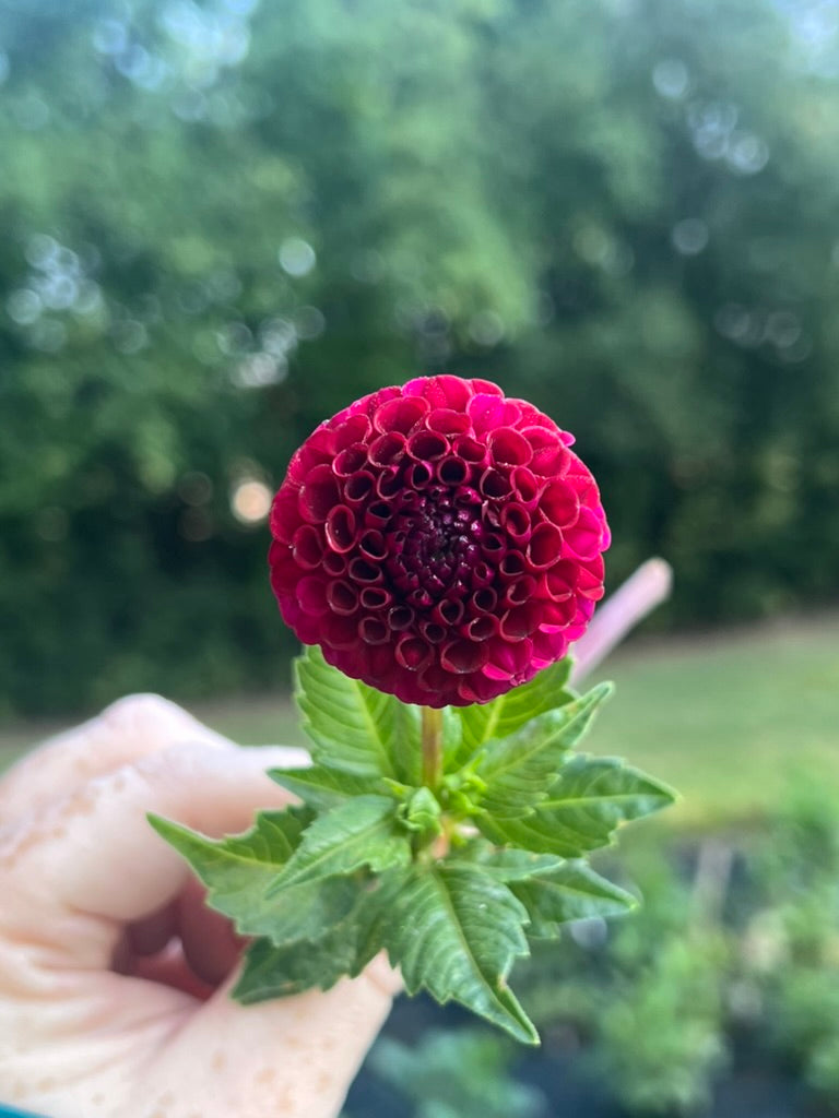 'Hollyhill Black Cherry' Tuber