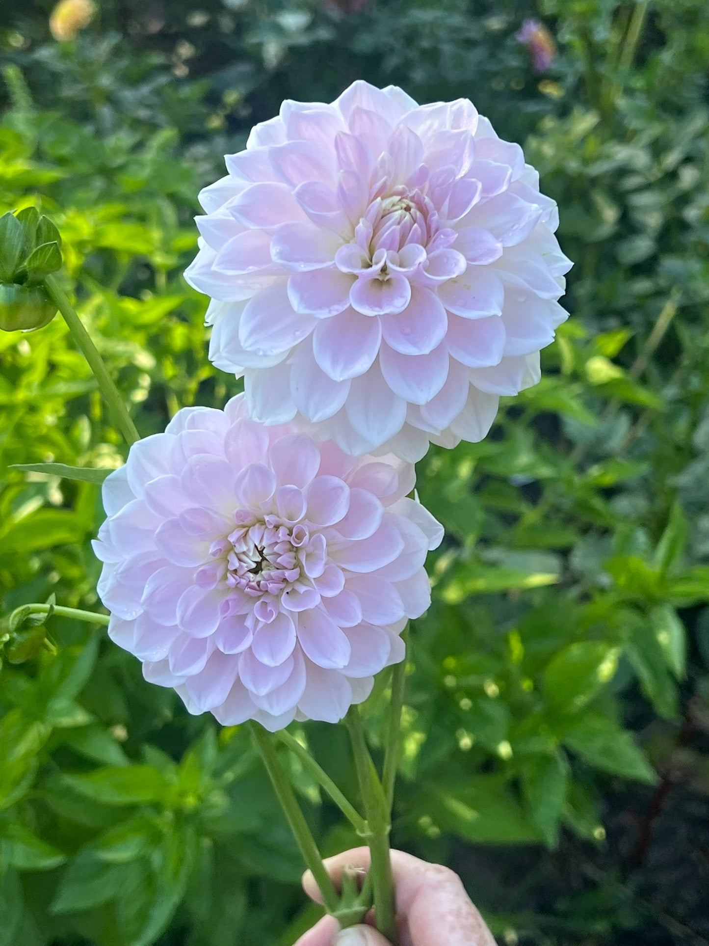 'Lakeview Premier' Rooted Cutting