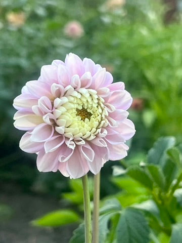 'Fluffles' Tuber