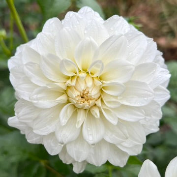 'Center Court' Tuber